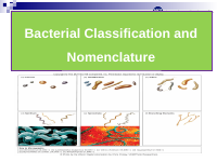 1.2-Classification of bacteria.ppt